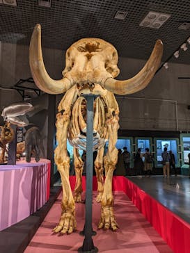 特別展「大哺乳類展３－わけてつなげて大行進」に投稿された画像（2024/4/14）