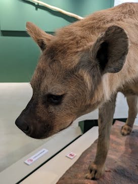 特別展「大哺乳類展３－わけてつなげて大行進」に投稿された画像（2024/4/14）