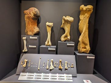 特別展「大哺乳類展３－わけてつなげて大行進」に投稿された画像（2024/4/14）