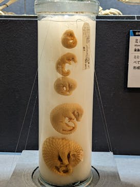 特別展「大哺乳類展３－わけてつなげて大行進」に投稿された画像（2024/4/14）
