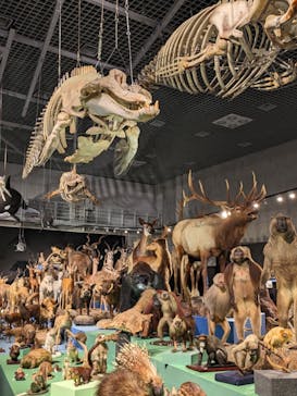 特別展「大哺乳類展３－わけてつなげて大行進」に投稿された画像（2024/4/14）