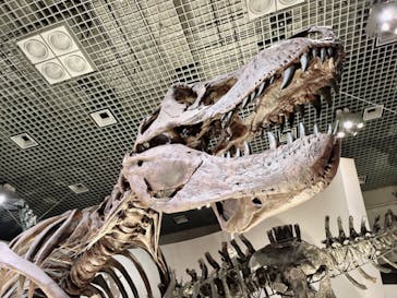 国立科学博物館に投稿された画像（2024/4/14）