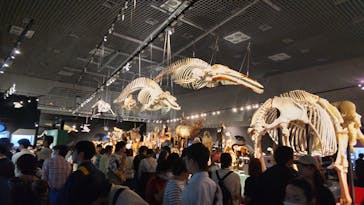 特別展「大哺乳類展３－わけてつなげて大行進」に投稿された画像（2024/4/14）