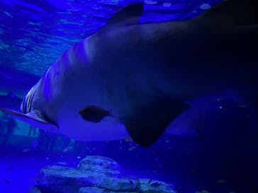 横浜・八景島シーパラダイス　プレジャーランドに投稿された画像（2024/4/14）