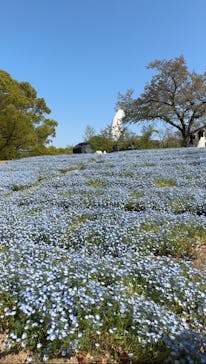 万博記念公園に投稿された画像（2024/4/14）