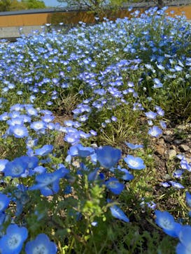 浜名湖花博2024に投稿された画像（2024/4/14）