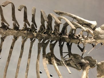 福井県立恐竜博物館に投稿された画像（2024/4/14）