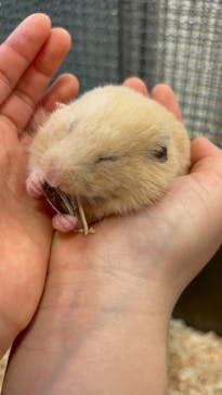 いきもの探検隊湘南に投稿された画像（2024/4/14）