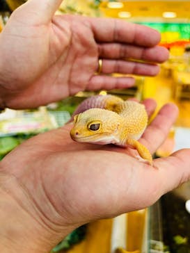 いきもの探検隊湘南に投稿された画像（2024/4/14）