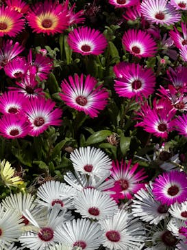 浜名湖花博2024に投稿された画像（2024/4/14）