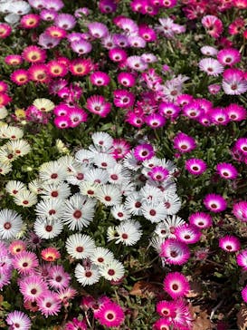 浜名湖花博2024に投稿された画像（2024/4/14）