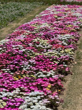 浜名湖花博2024に投稿された画像（2024/4/14）