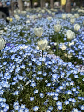 浜名湖花博2024に投稿された画像（2024/4/14）