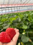 Strawberry Farm シャインベリーに投稿された画像（2024/4/14）