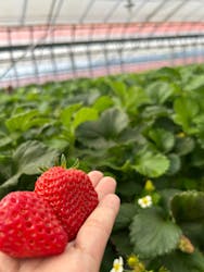 Strawberry Farm シャインベリーに投稿された画像（2024/4/14）