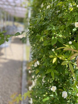 浜名湖花博2024に投稿された画像（2024/4/14）