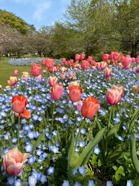 浜名湖花博2024に投稿された画像（2024/4/14）
