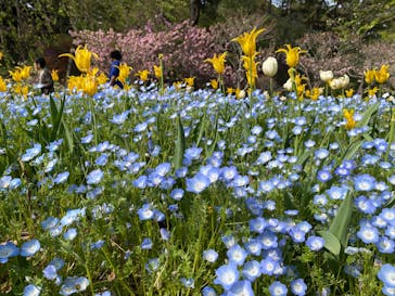 浜名湖花博2024に投稿された画像（2024/4/14）