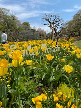浜名湖花博2024に投稿された画像（2024/4/14）