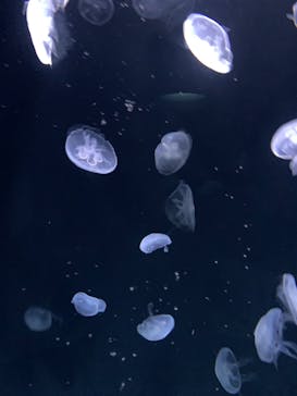 サンシャイン水族館に投稿された画像（2024/4/14）