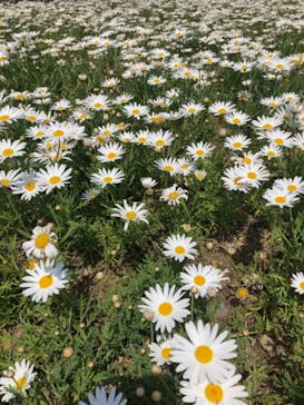 浜名湖花博2024に投稿された画像（2024/4/14）