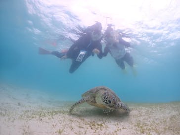 タビワク　宮古島に投稿された画像（2024/4/14）