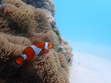 タビワク　宮古島に投稿された画像（2024/4/14）