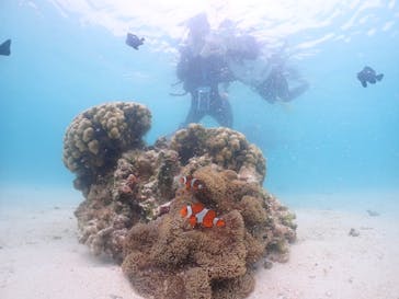 タビワク　宮古島に投稿された画像（2024/4/14）