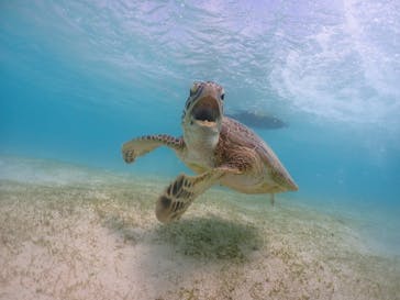 タビワク　宮古島に投稿された画像（2024/4/14）