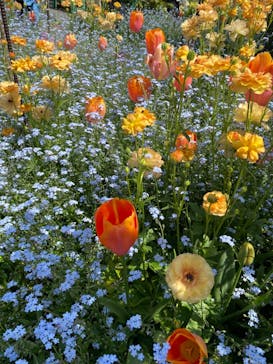 浜名湖花博2024に投稿された画像（2024/4/14）