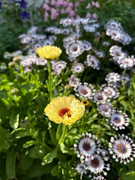 浜名湖花博2024に投稿された画像（2024/4/14）