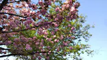 ひらかたパークに投稿された画像（2024/4/14）