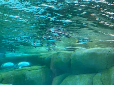 天王寺動物園に投稿された画像（2024/4/14）