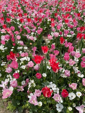 浜名湖花博2024に投稿された画像（2024/4/14）