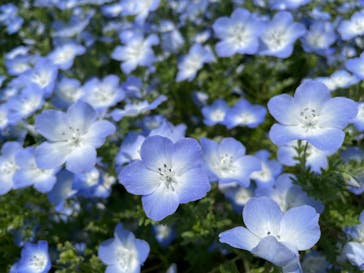 浜名湖花博2024に投稿された画像（2024/4/14）