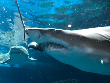 しながわ水族館に投稿された画像（2024/4/14）
