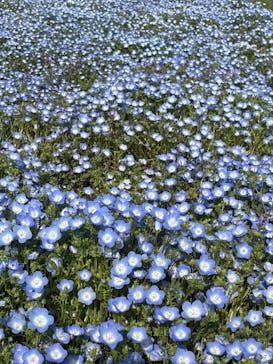 浜名湖花博2024に投稿された画像（2024/4/14）