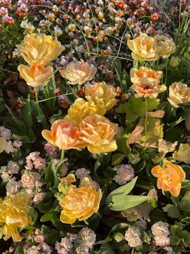 浜名湖花博2024に投稿された画像（2024/4/14）