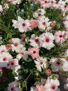 浜名湖花博2024に投稿された画像（2024/4/14）