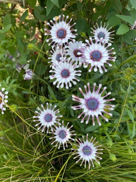 浜名湖花博2024に投稿された画像（2024/4/14）