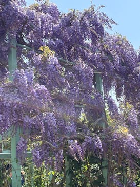 浜名湖花博2024に投稿された画像（2024/4/14）