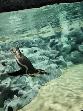 DMMかりゆし水族館に投稿された画像（2024/4/14）