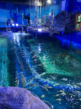 しながわ水族館に投稿された画像（2024/4/14）