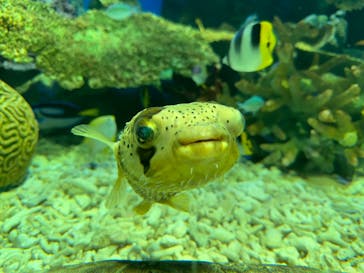 しながわ水族館に投稿された画像（2024/4/14）