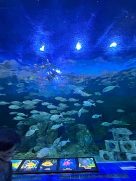 しながわ水族館に投稿された画像（2024/4/14）
