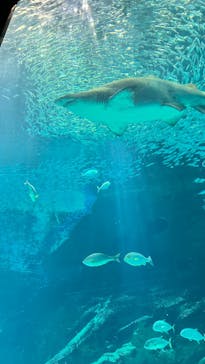 マリンワールド海の中道に投稿された画像（2024/4/14）