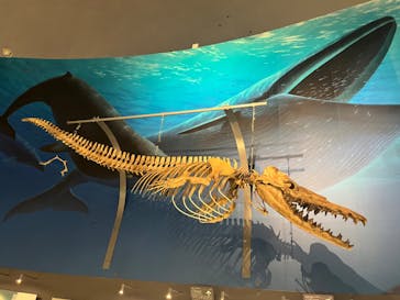 福井県立恐竜博物館に投稿された画像（2024/4/14）