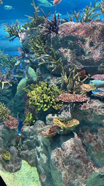 DMMかりゆし水族館に投稿された画像（2024/4/14）