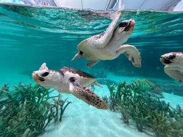 鴨川シーワールドに投稿された画像（2024/4/14）