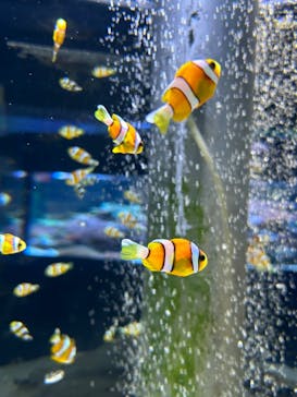 鴨川シーワールドに投稿された画像（2024/4/14）